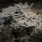 高尾の桜