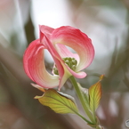 冬から観察していたハナミズキが綺麗に開花しました。