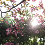花水木1