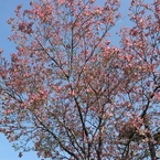 花水木2