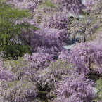 枝垂れ桜 #5