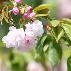 八重桜