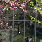 桜吹雪を狙う