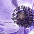 紫の花