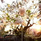 桜前線北上中 X