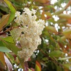 雨に輝く　