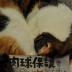 モンスターにゃんこ