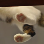 photo_775113