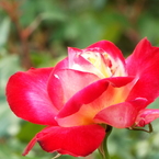 智光山公園・薔薇5