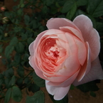 智光山公園・薔薇7