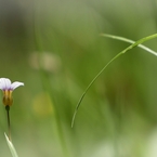 草の花