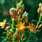 アフリカの線香花火