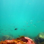 魚群