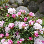 石楠花 