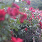 雨の薔薇園