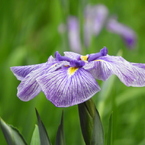 智光山公園・花菖蒲5