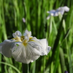 智光山公園・花菖蒲9