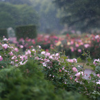 雨の薔薇園