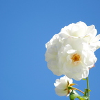 白いバラ （3）