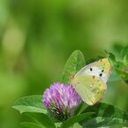 モンキチョウ　DSC_3469