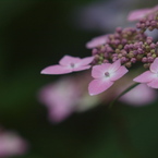 紫陽花背景色々