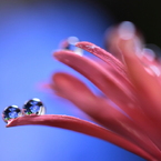 ポロポロと紫陽花雨が落ちてくる