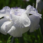 北山公園・菖蒲苑5