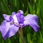 北山公園・菖蒲苑6