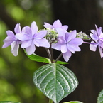 豊島園・額紫陽花13