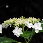 豊島園・額紫陽花16