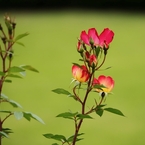 夏に向かって