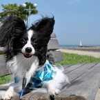 海辺の公園