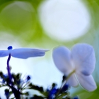 梅雨の晴れ間に咲くⅡ