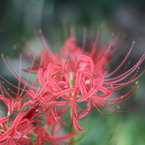 IMG_3766_r