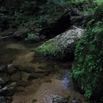 緑の水源