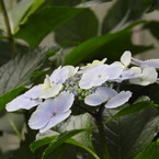 豊島園・紫陽花8