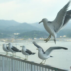 ホテルの部屋にウミネコ来襲！