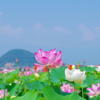蓮５