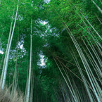 竹林の小径３