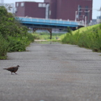 鳩3