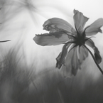 秋桜