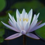静麗