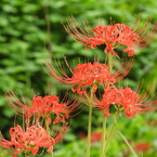 曼珠沙華3