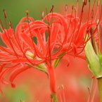 曼珠沙華9