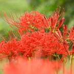 彼岸花20
