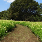 昭和記念公園・秋桜 6