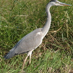 Grey Heron
