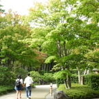 初秋の日本庭園4