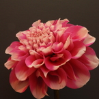 ダリアの華展7