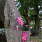 正覚寺（俳句寺）6